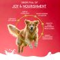 Buy Royal Enfield dog nutrition powder Online