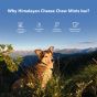 Buy Royal Enfield himalayan yak chews for aggressive chewers Online