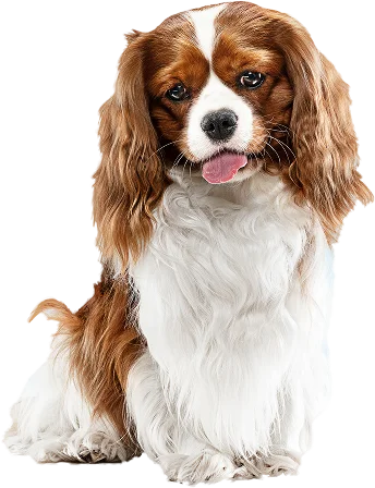 Dogs